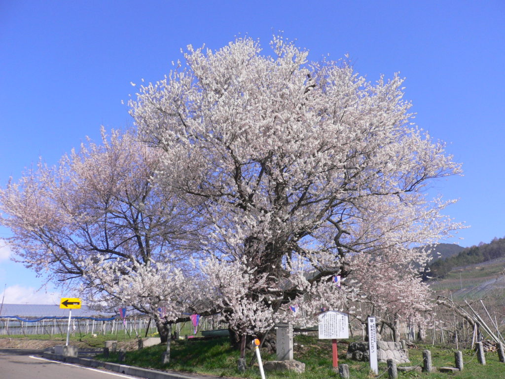 宇木の古代桜