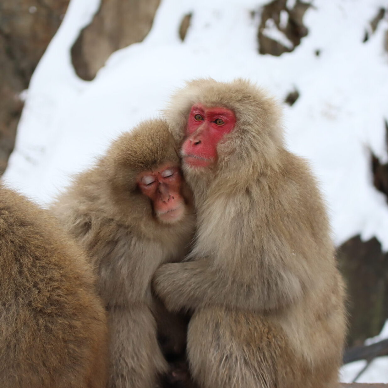 冬期間に地獄谷野猿公苑へ来苑をご検討のお客様へ